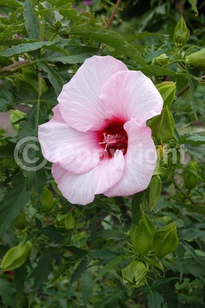 Red blooms; White blooms; Pink blooms; Deciduous; North American Native