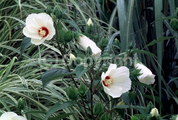 White blooms; Pink blooms; North American Native