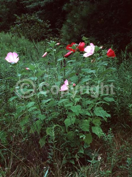 Red blooms; White blooms; Pink blooms; Deciduous; North American Native
