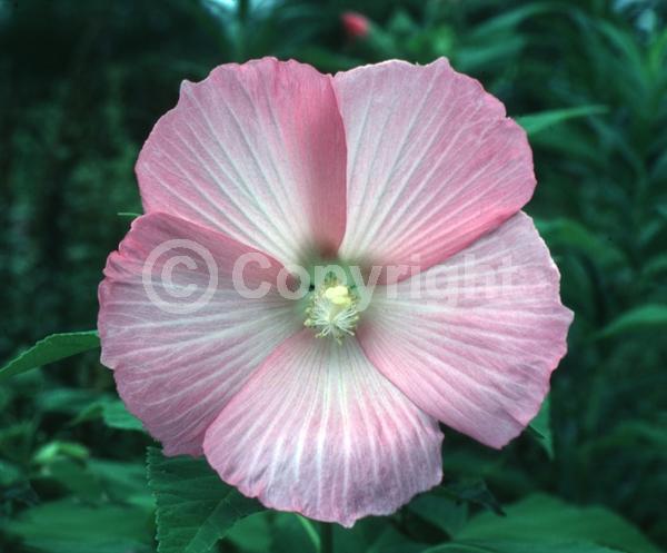 Red blooms; White blooms; Pink blooms; Deciduous; North American Native