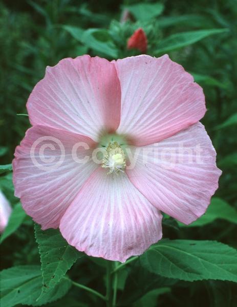 Red blooms; White blooms; Pink blooms; Deciduous; North American Native