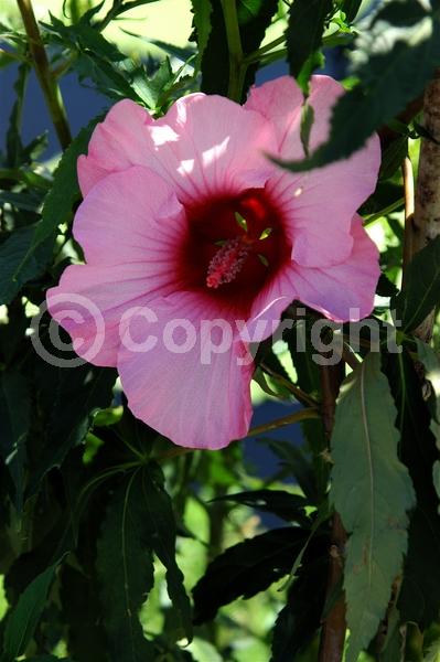 Red blooms; White blooms; Pink blooms; Deciduous; North American Native
