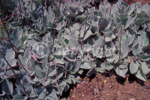 Yellow blooms; Deciduous; Broadleaf