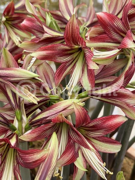 Red blooms; Green blooms; Evergreen; Semi-evergreen