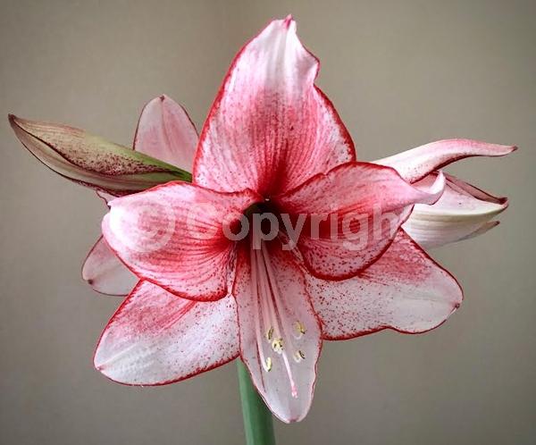 Red blooms; Orange blooms; White blooms; Pink blooms; Evergreen; Semi-evergreen; Needles or needle-like leaf