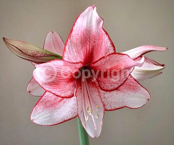 Red blooms; Orange blooms; White blooms; Pink blooms; Evergreen; Semi-evergreen; Needles or needle-like leaf