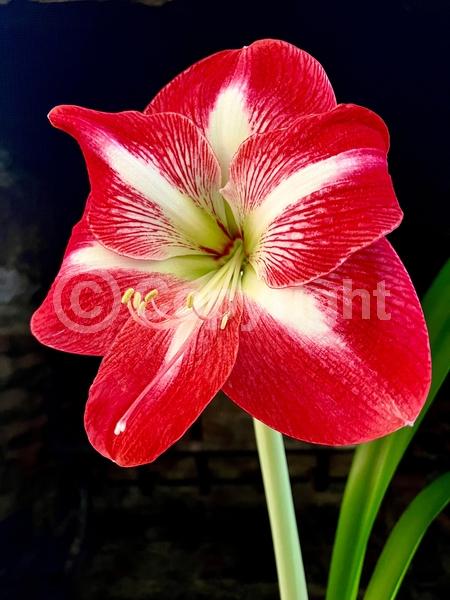 Red blooms; Orange blooms; White blooms; Pink blooms; Evergreen; Semi-evergreen; Needles or needle-like leaf