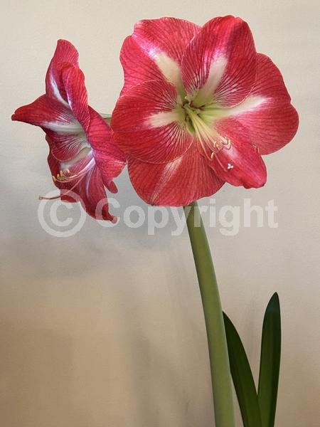 Red blooms; Orange blooms; White blooms; Pink blooms; Evergreen; Semi-evergreen; Needles or needle-like leaf