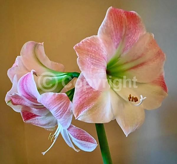 Red blooms; Orange blooms; White blooms; Pink blooms; Evergreen; Semi-evergreen; Needles or needle-like leaf