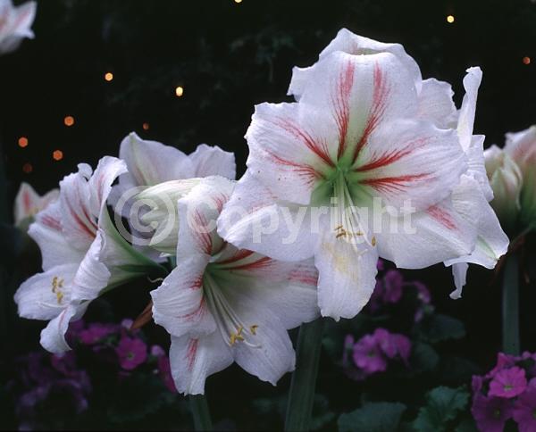White blooms; Evergreen; Semi-evergreen; Needles or needle-like leaf