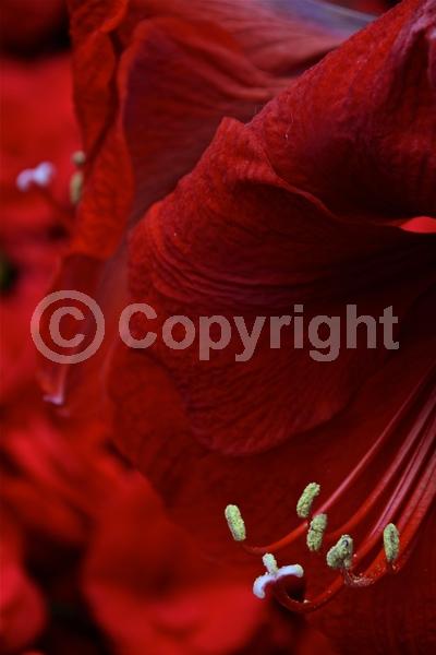 Red blooms; Orange blooms; White blooms; Pink blooms; Evergreen; Semi-evergreen; Needles or needle-like leaf