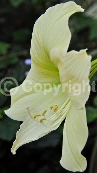 Red blooms; Orange blooms; White blooms; Pink blooms; Evergreen; Semi-evergreen; Needles or needle-like leaf