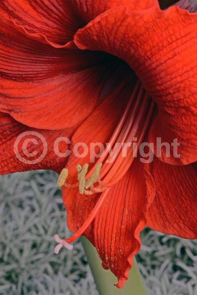 Red blooms; Orange blooms; White blooms; Pink blooms; Evergreen; Semi-evergreen; Needles or needle-like leaf