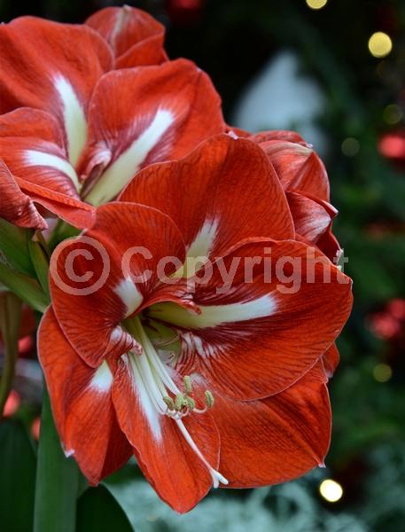 Red blooms; Orange blooms; White blooms; Pink blooms; Evergreen; Semi-evergreen; Needles or needle-like leaf