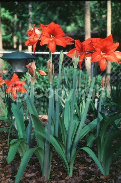 Red blooms; Orange blooms; White blooms; Pink blooms; Evergreen; Semi-evergreen; Needles or needle-like leaf