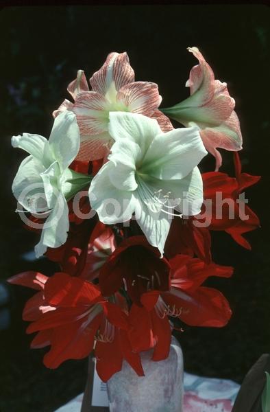 Red blooms; Orange blooms; White blooms; Pink blooms; Evergreen; Semi-evergreen; Needles or needle-like leaf