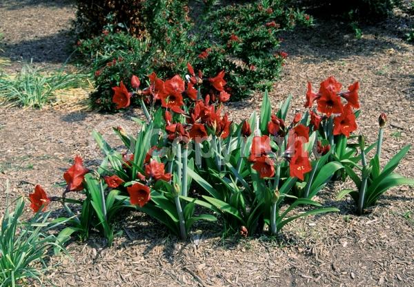 Red blooms; Orange blooms; White blooms; Pink blooms; Evergreen; Semi-evergreen; Needles or needle-like leaf