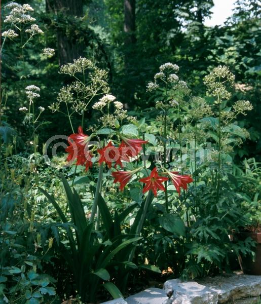 Red blooms; Orange blooms; White blooms; Pink blooms; Evergreen; Semi-evergreen; Needles or needle-like leaf