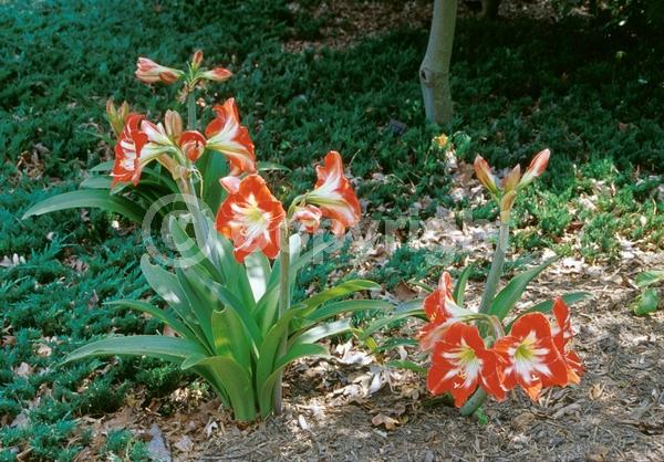 Red blooms; Orange blooms; White blooms; Pink blooms; Evergreen; Semi-evergreen; Needles or needle-like leaf