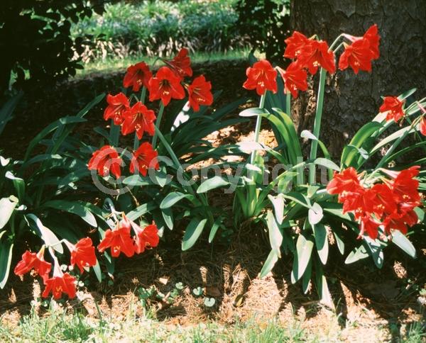 Red blooms; Orange blooms; White blooms; Pink blooms; Evergreen; Semi-evergreen; Needles or needle-like leaf