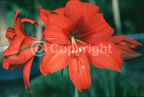 Red blooms; Orange blooms; White blooms; Pink blooms; Evergreen; Semi-evergreen; Needles or needle-like leaf