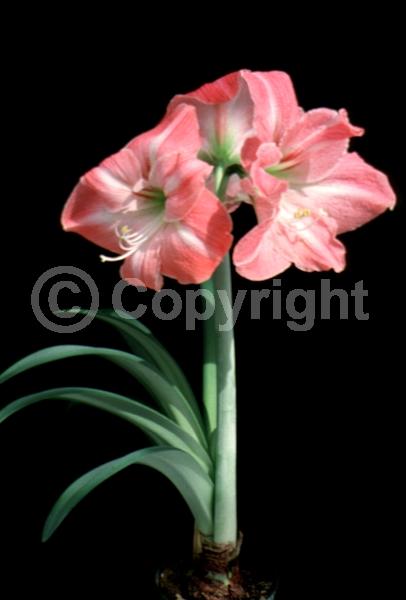 Red blooms; Orange blooms; White blooms; Pink blooms; Evergreen; Semi-evergreen; Needles or needle-like leaf