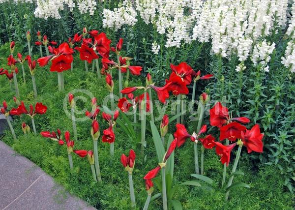 Red blooms; Orange blooms; White blooms; Pink blooms; Evergreen; Semi-evergreen; Needles or needle-like leaf