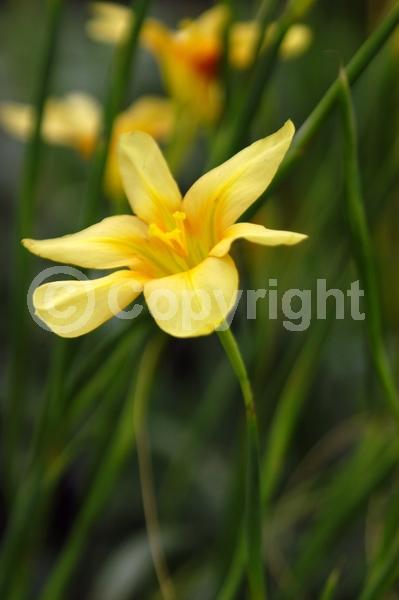 Orange blooms; Yellow blooms; Pink blooms; Evergreen; Broadleaf