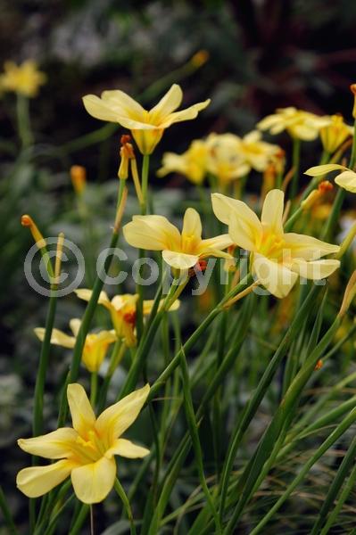 Orange blooms; Yellow blooms; Pink blooms; Evergreen; Broadleaf
