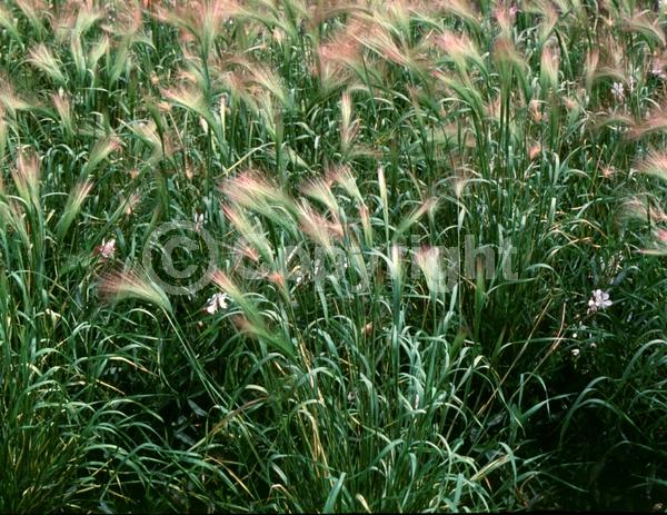 Purple blooms; Green blooms