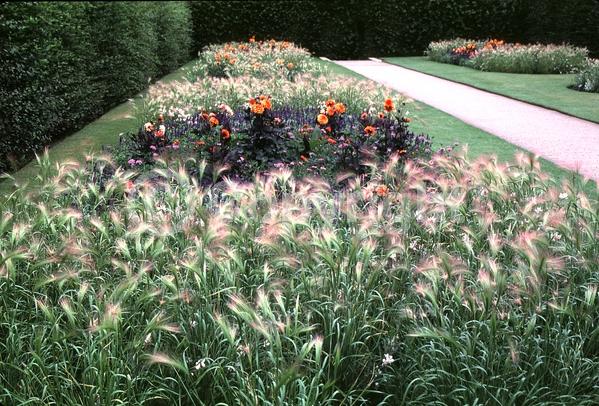 Purple blooms; Green blooms