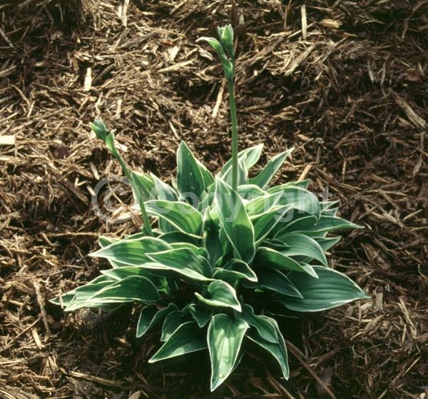 Lavender blooms; Deciduous; Broadleaf