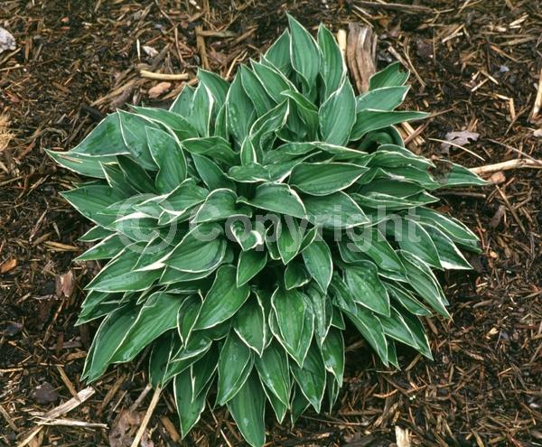 Lavender blooms; Deciduous; Broadleaf
