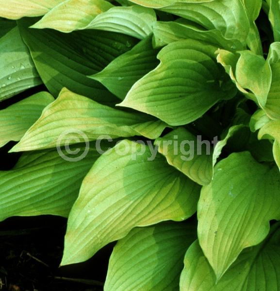 Lavender blooms; Deciduous; Broadleaf