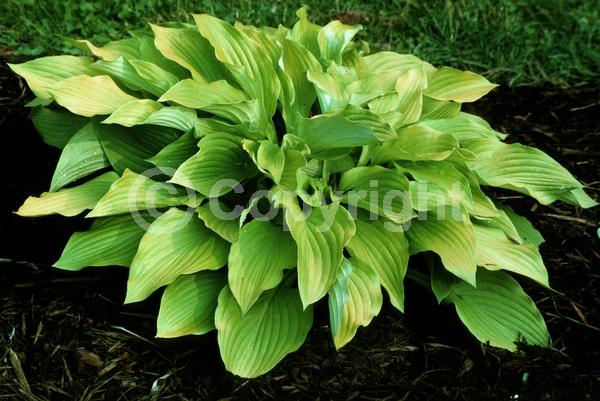 Lavender blooms; Deciduous; Broadleaf