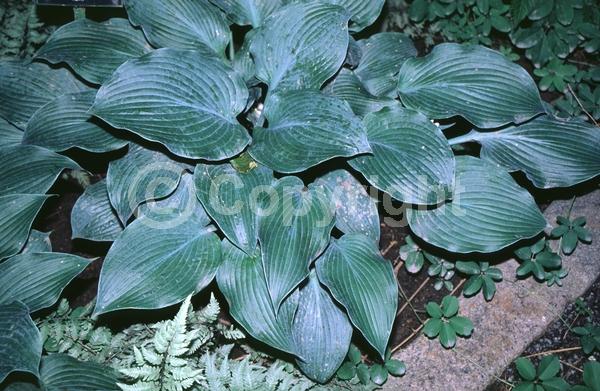 Lavender blooms; Deciduous; Broadleaf