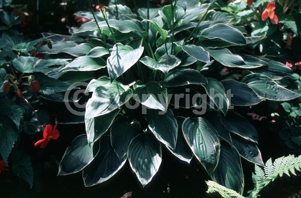 Lavender blooms; Deciduous; Broadleaf