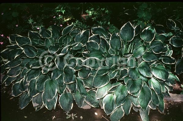 Purple blooms; Deciduous; Broadleaf