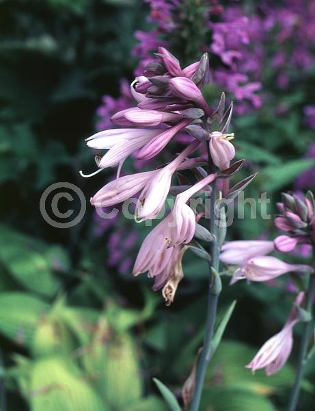Purple blooms; Deciduous; Broadleaf