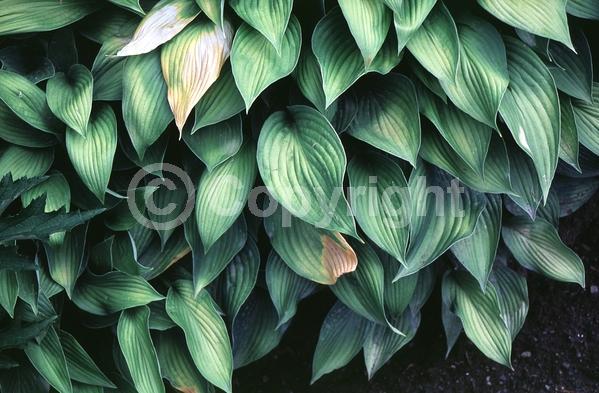 Purple blooms; Deciduous; Broadleaf