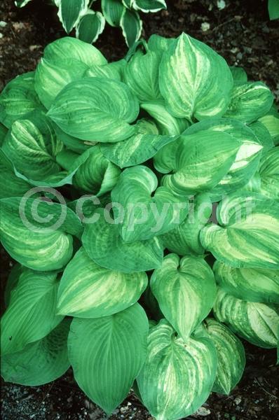 Lavender blooms; Deciduous; Broadleaf