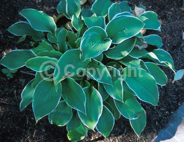 Lavender blooms; Deciduous; Broadleaf