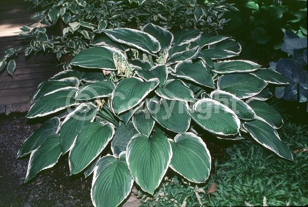 Lavender blooms; Deciduous; Broadleaf