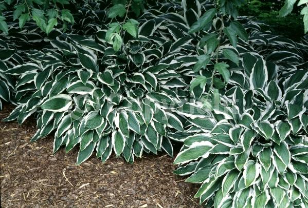 Purple blooms; Deciduous; Broadleaf