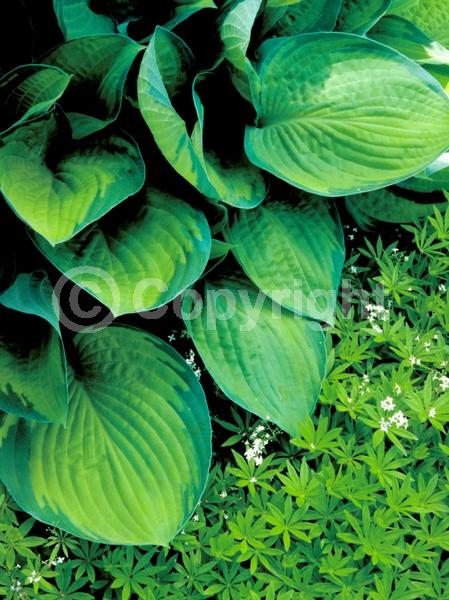 Lavender blooms; Deciduous; Broadleaf