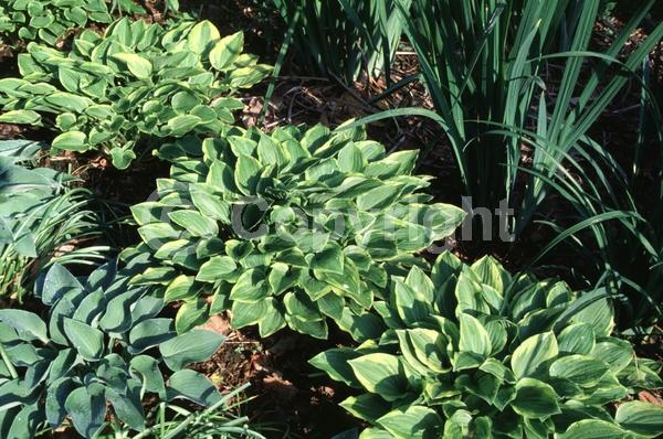 Purple blooms; Deciduous; Broadleaf