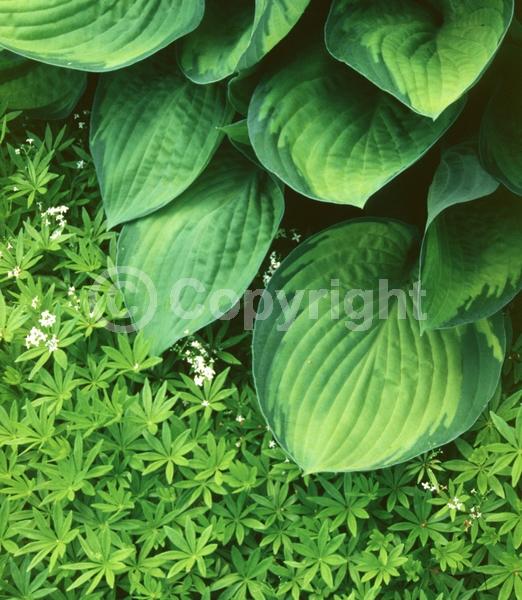 Lavender blooms; Deciduous; Broadleaf