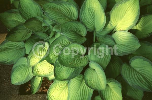Lavender blooms; Deciduous; Broadleaf