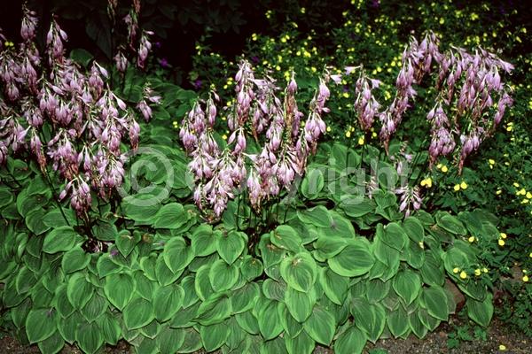Purple blooms; Deciduous; Broadleaf