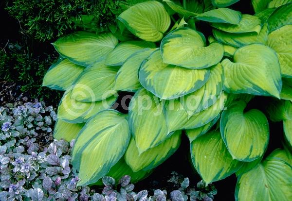 Lavender blooms; Deciduous; Broadleaf